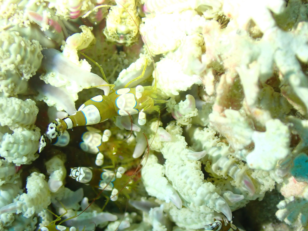 Squat anemone shrimp