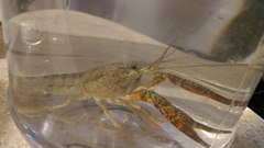 Procambarus clarkii