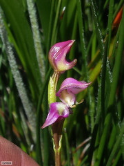 Disperis paludosa
