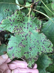 Cercospora hydrangeae