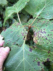 Cercospora hydrangeae