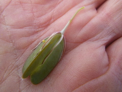 Chlorophytum triflorum