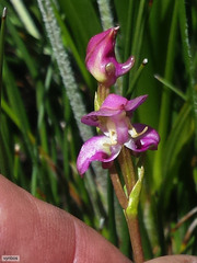 Disperis paludosa