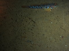 Acentrogobius pflaumii