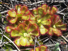 Drosera cuneifolia