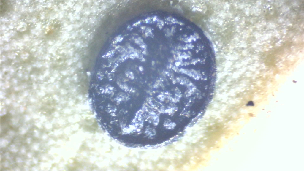 Aleurolobus olivinus