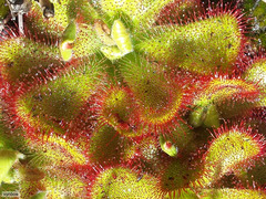 Drosera cuneifolia