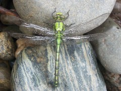 Ophiogomphus