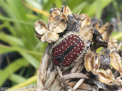 Trichostetha capensis capensis