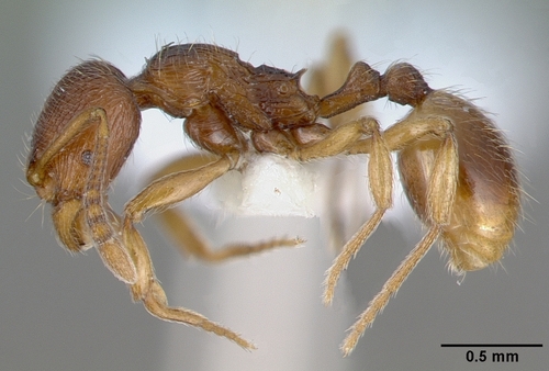Stenamma striatulum