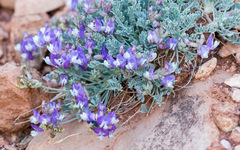 Astragalus calycosus
