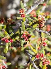 Cercocarpus intricatus