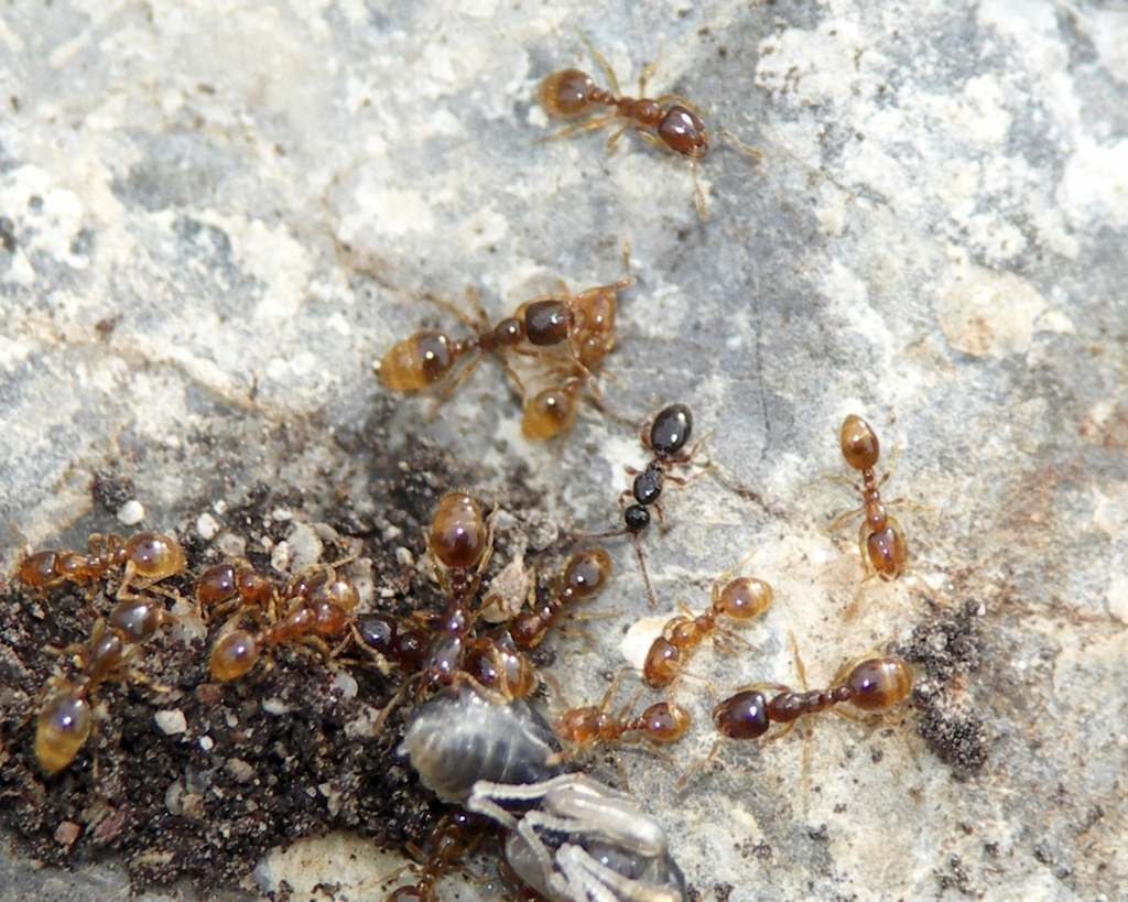 Solenopsia imitatrix