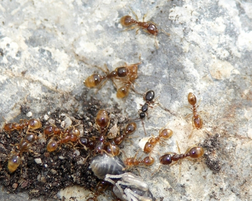 Solenopsia imitatrix