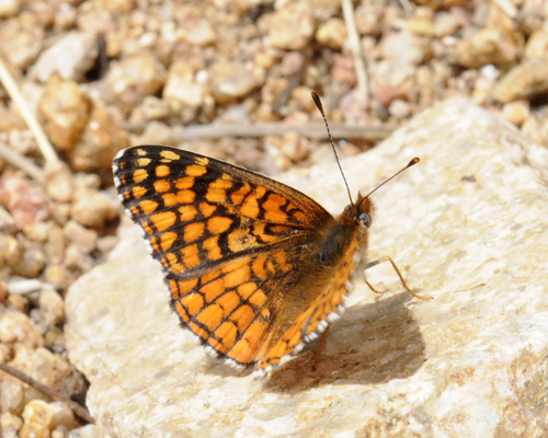Sagebrush Checkerspot