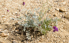 Astragalus palmeri