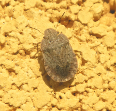 Sciocoris homalonotus