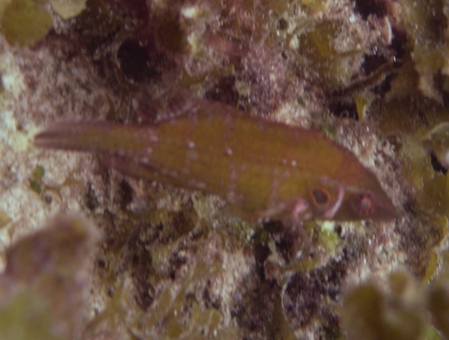Pteragogus pelycus observed 2018-12-04