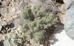 Johnstonella racemosa