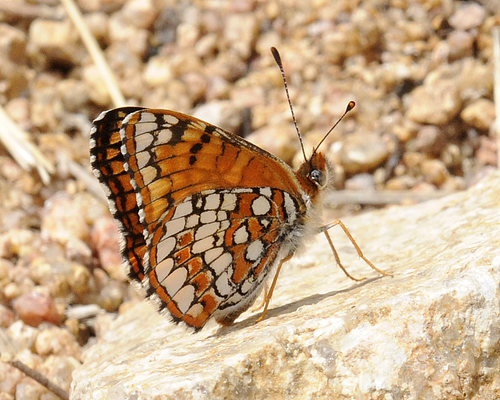 Sagebrush Checkerspot