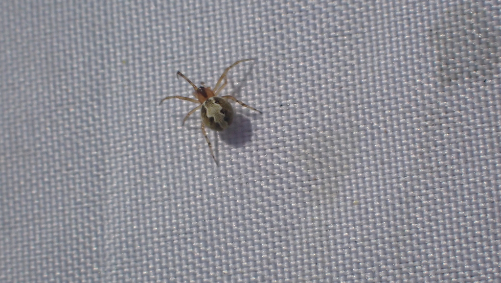 Canalidion montanum