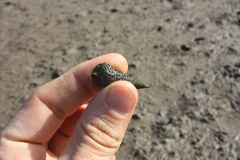 Tympanotonos fuscatus