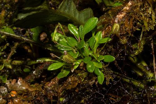 Diodonopsis anachaeta