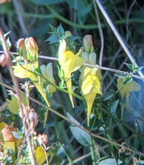 Linaria dalmatica