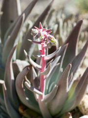 Dudleya saxosa