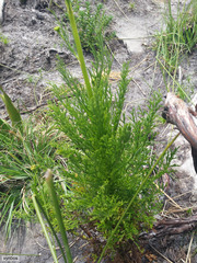 Glia prolifera