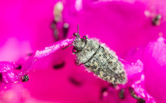 Acmaeodera labyrinthica