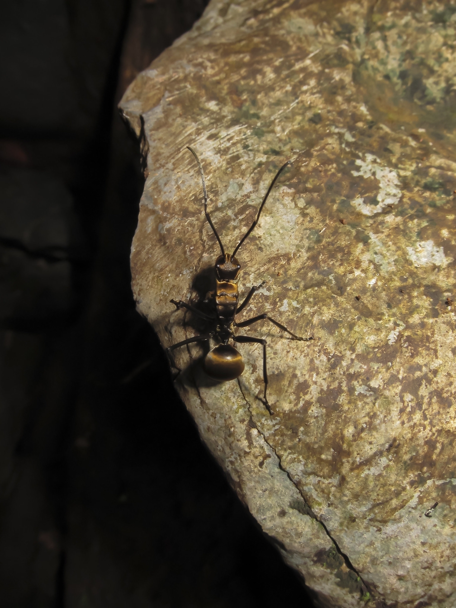 Polyrhachis beccarii