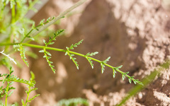 Cymopterus macdougalii