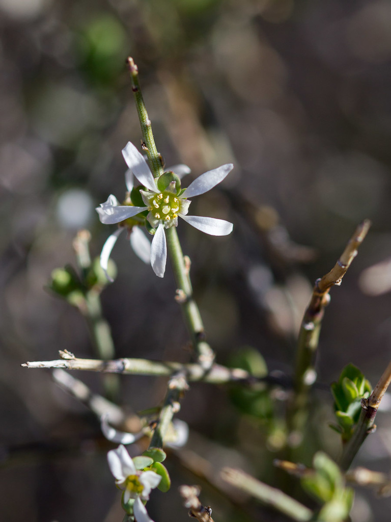 Glossopetalon (Crossosomataceae (Crossosoma) of the Pacific Northwest