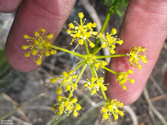 Glia prolifera