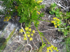 Glia prolifera