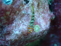 Broken-Back Cleaner-Goby photo 5