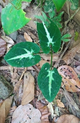Syngonium wendlandii (Syngonium wendlandii)