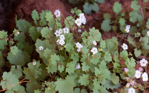narrow phacelia (Phacelia filiformis)