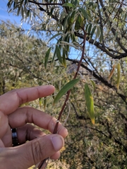 Elaeagnus angustifolia