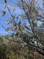 Elaeagnus angustifolia