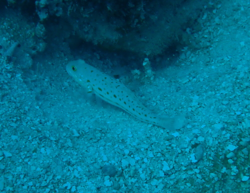 Maiden Goby