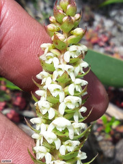 Satyrium bicallosum