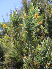 Callistachys lanceolata