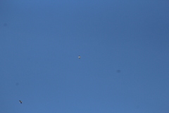 Larus argentatus smithsonianus