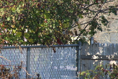 Cardinalis cardinalis cardinalis