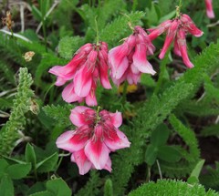 Trifolium brandegeei