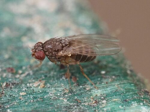 Photo of Hydei Fruit Fly (Drosophila hydei)