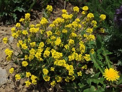 Draba graminea