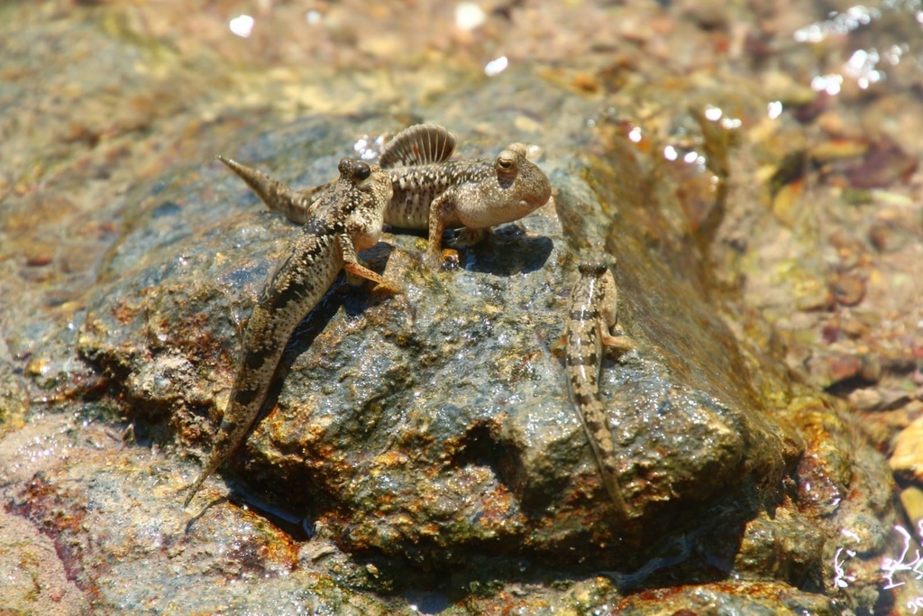 Mudskipper (Periophthalmus modestus) — Oxudercidae